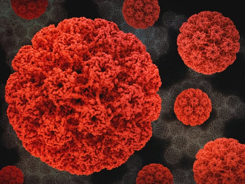 HPV Vaccine Cuts Cervical Cancer Risk 79% After 18 Years - Image 2