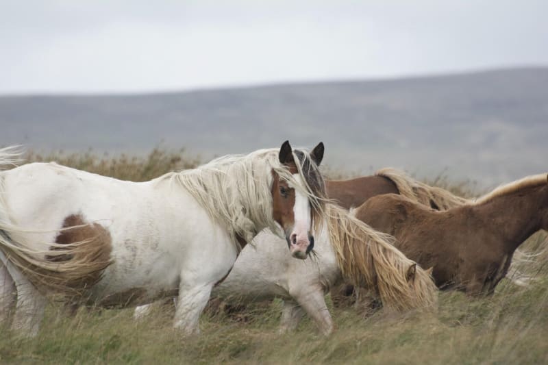 Wild Horses and Cattle Build Climate-Proof Ecosystems - Image 2