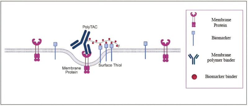 Scientific diagram showing polymer antibody creating indent in cell membrane to target specific protein