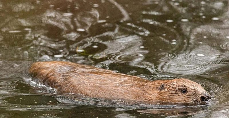 100 Beavers Return to UK Rivers After 400-Year Absence