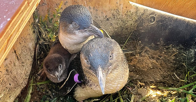 Penguin Parents Raise Chick for First Time at San Diego