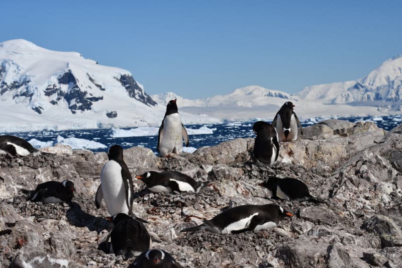 Antarctic Penguins Shift Breeding Two Weeks Earlier - Image 2