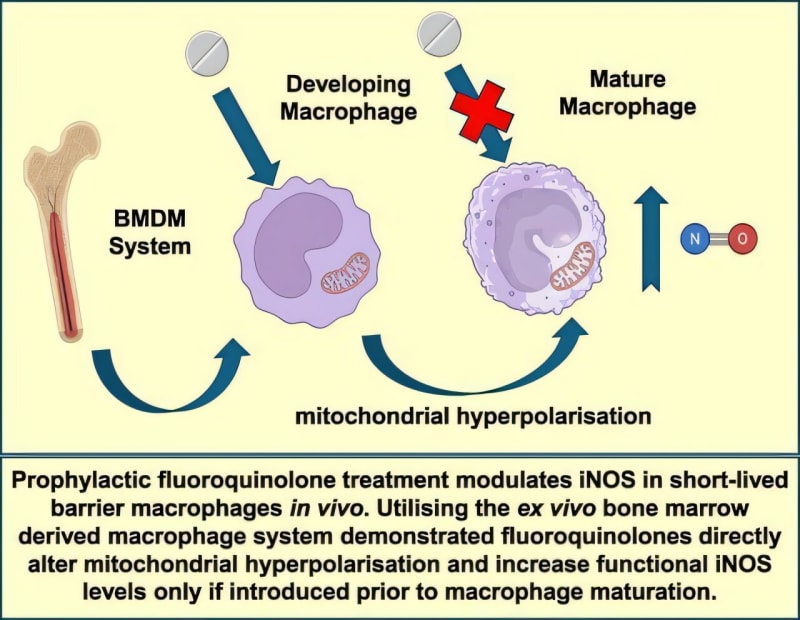 Common Antibiotic Boosts Immune Cells in Surprise Discovery