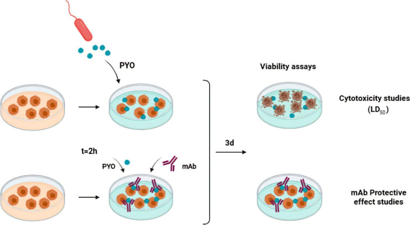 Spanish Scientists Block Hospital Superbug's Deadliest Weapon