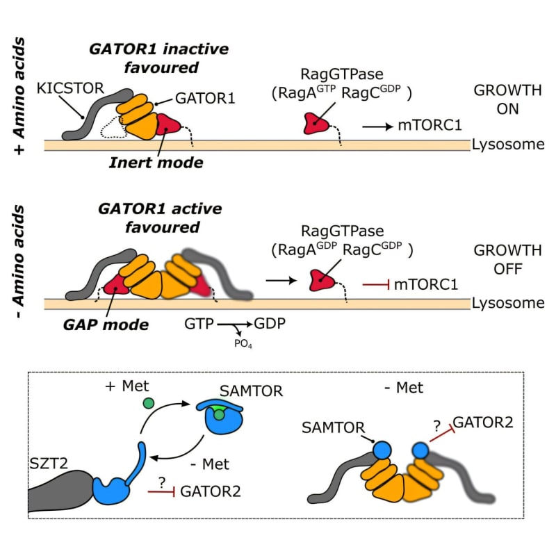 Monash Scientists Unlock Cell Growth Mystery, Opening Hope for Cancer Treatment