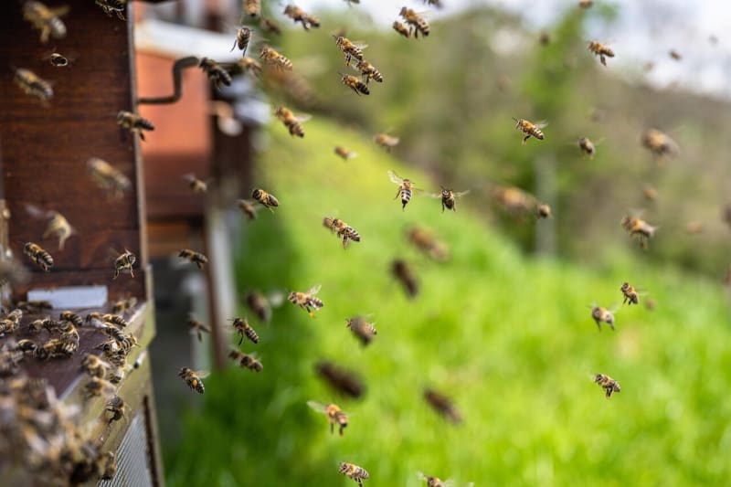 Bee Brains Inspire Chip 100x More Efficient Than Current Tech - Image 2