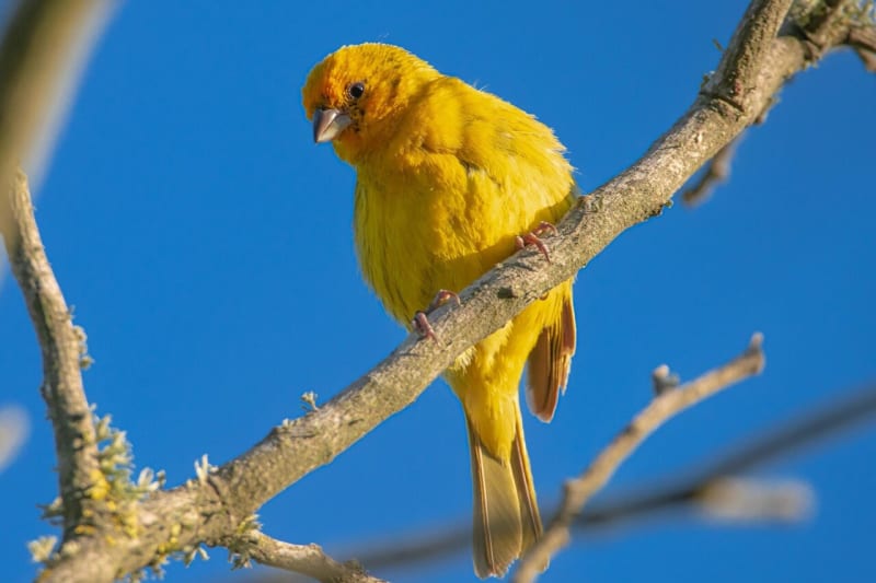 Scientists Map All 11,000 Bird Species in Interactive Tool - Image 2