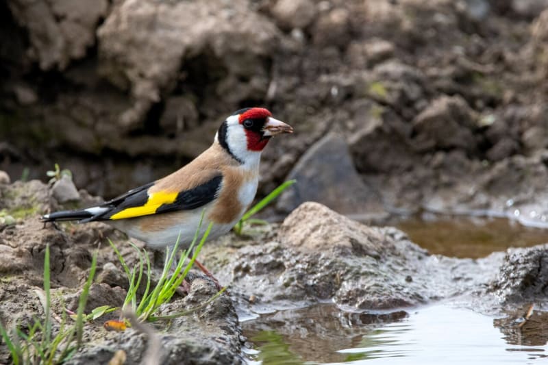 Norway's Farmers Get Roadmap to Bring Back Lost Birds - Image 2