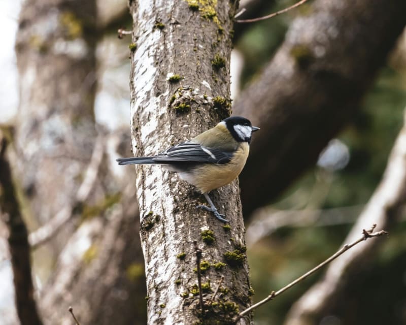 Native Oak Trees Help Birds Raise 40% More Chicks - Image 2