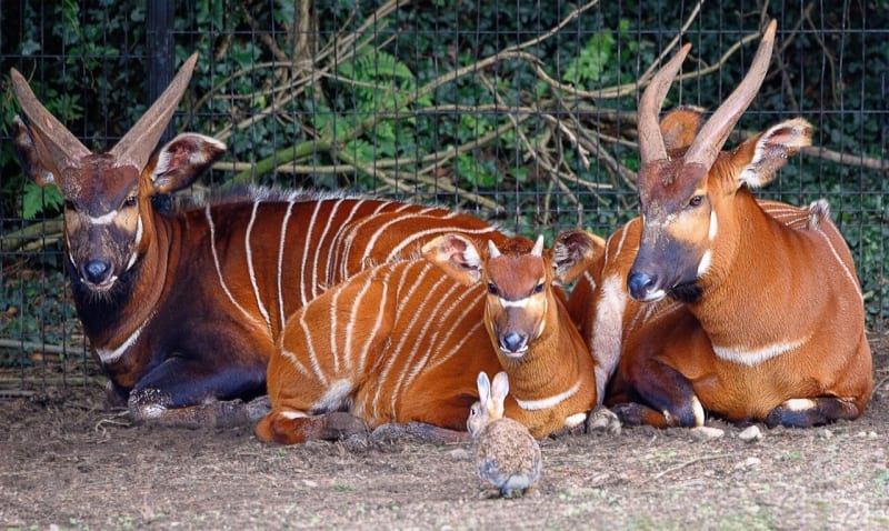 8 Rare Antelopes Rescued After Midnight Airport Drama - Image 2