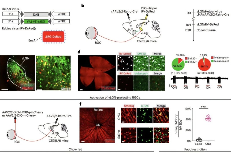Breakthrough Discovery: Simple Light Therapy Could Help Combat Obesity Naturally - Image 2