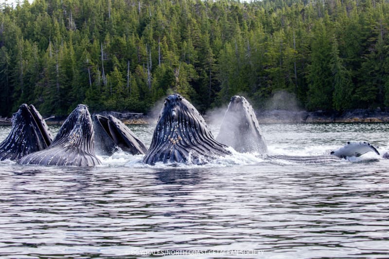 Whales Teaching Whales: How Culture Saves a Species - Image 2