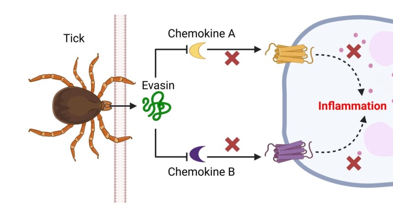 Tick Protein Could Treat MS, Arthritis, and Cancer - Image 2