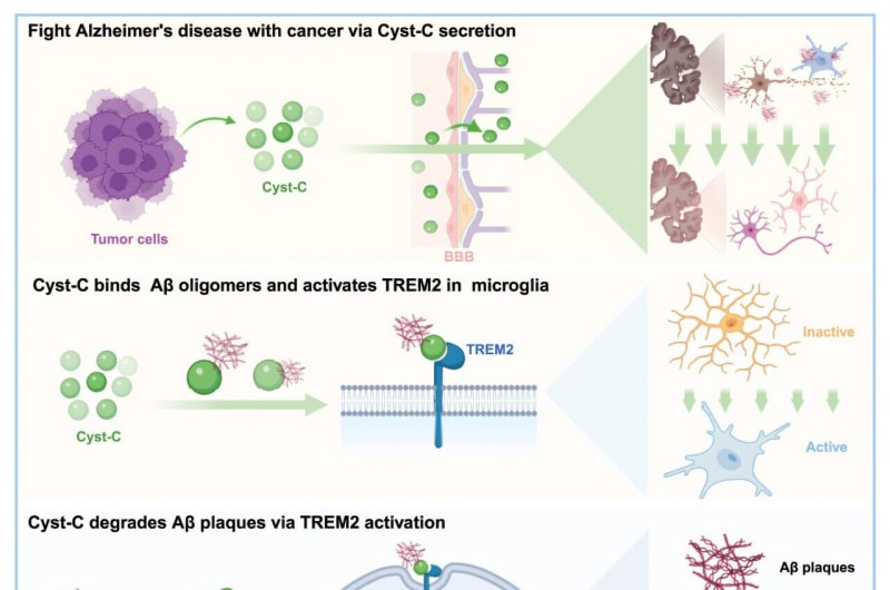 Cancer Protein Could Reverse Alzheimer's Brain Damage - Image 2