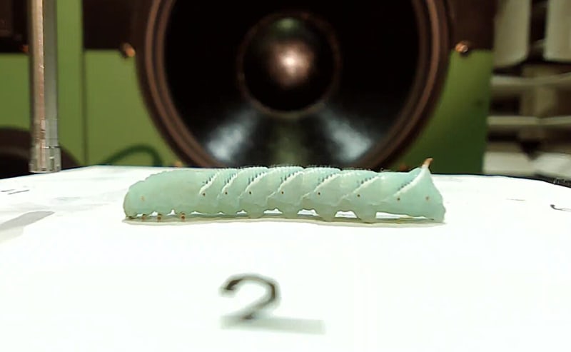 Tobacco hornworm caterpillar with green body showing tiny microscopic hairs used for hearing