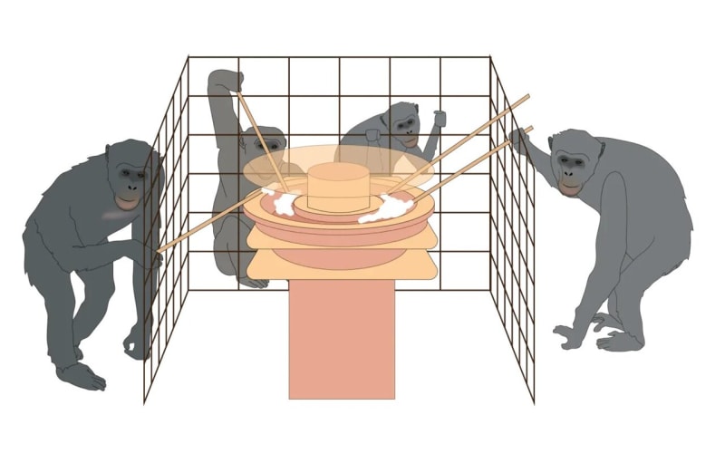 Chimps Solve Resource Dilemmas Better in Larger Groups - Image 2