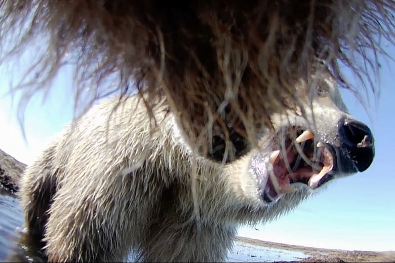 Grizzly Bear Collar Cams Reveal Arctic Life in Alaska - Image 2