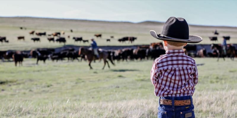 Colorado Ranchers Use Smart Collars to Feed Cows, Fight Fires - Image 2