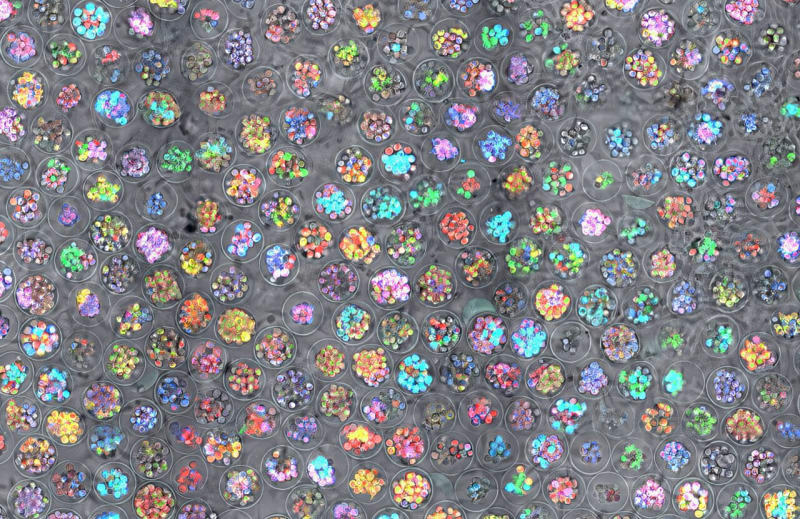 Harvard AI Makes Stem Cell Therapy More Reliable