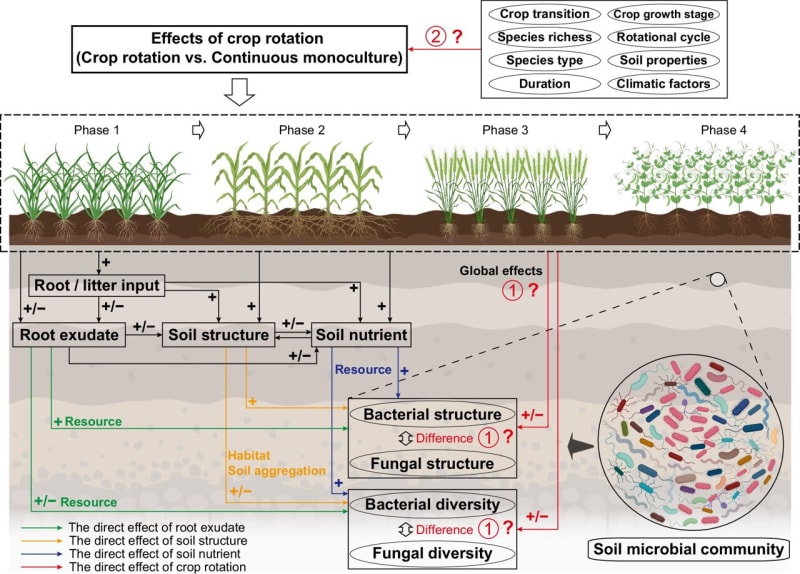 Crop Rotation Boosts Soil Life and Food Security - Image 2