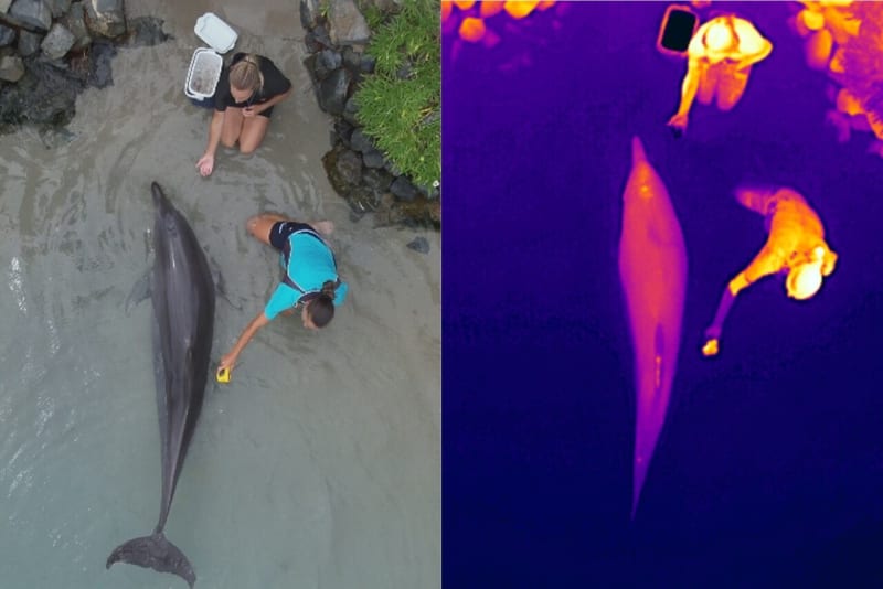 Breakthrough Drone Technology Brings Hope for Dolphin Conservation Worldwide - Image 2