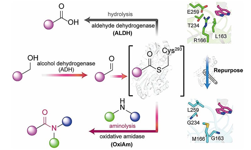 Scientists Create Greener Way to Make Life-Saving Drugs