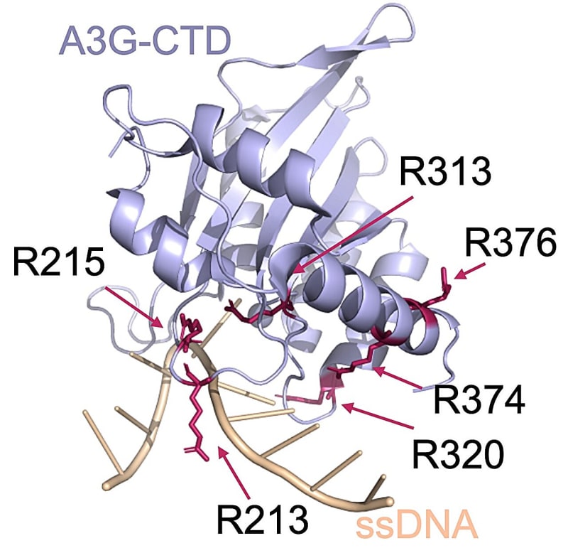 Crystalline structure visualization of gene-editing tool showing modified binding sites in red