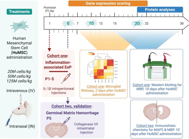 Stem Cells Show Promise for Premature Babies' Brain Injury - Image 2