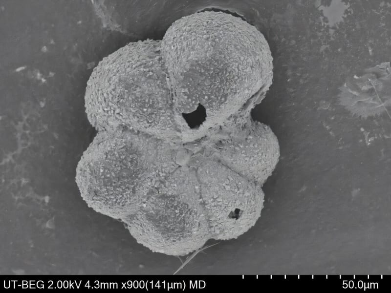 New Species Evolved Just 2,000 Years After Dinosaur Death