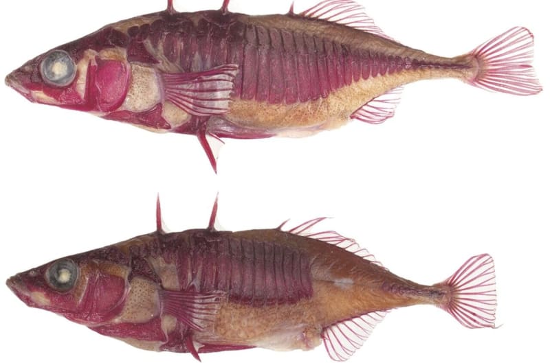 Lake Washington Fish Evolve in Real Time Since 2016 - Image 2
