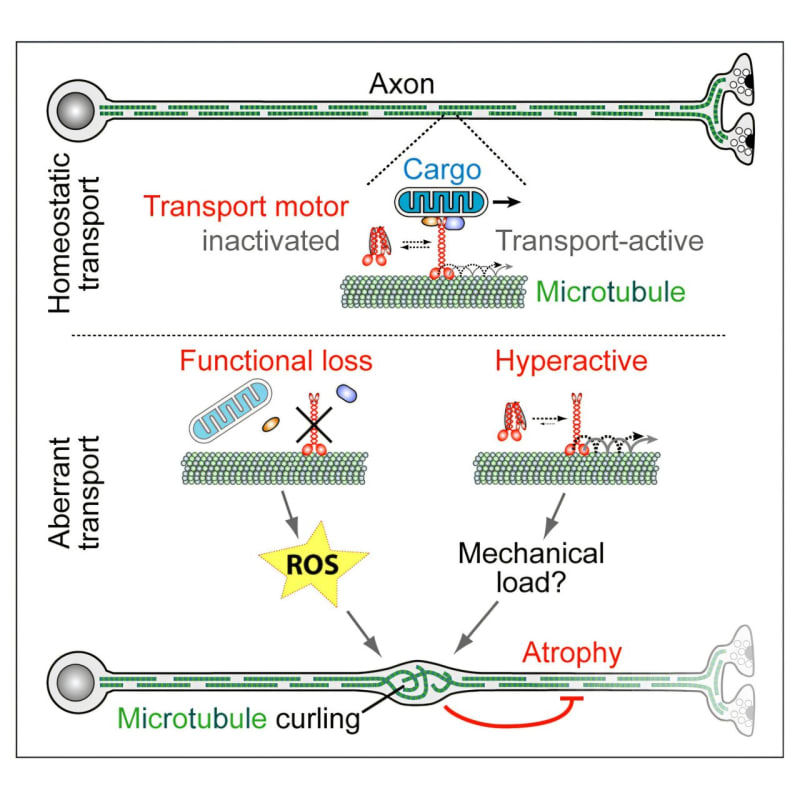 Fruit Fly Study Unlocks Why Brain Diseases Share Common Path
