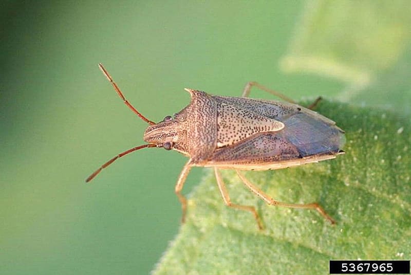 Close-up photograph of rice stink bug on grain head showing distinctive markings