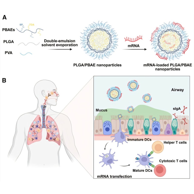 New Inhaled mRNA Vaccine Could Replace Needles