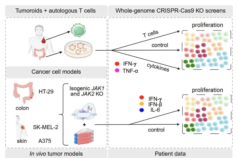 Two Genes May Predict Who Benefits From Cancer Treatment - Image 2