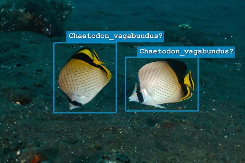 AI Framework Makes Ocean Conservation More Trustworthy