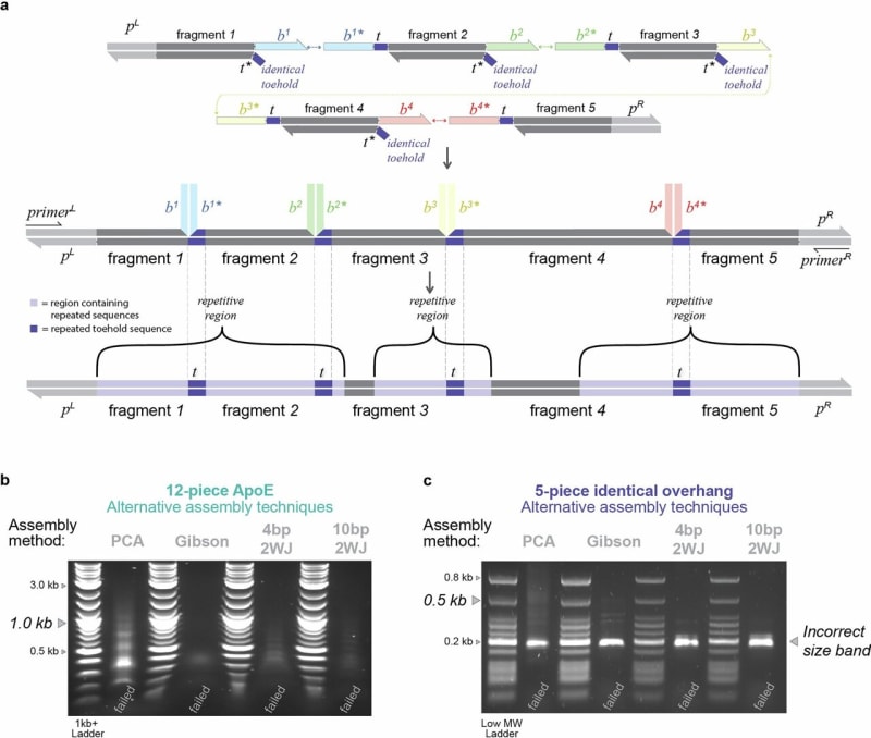 Scientists Unlock DNA 'Page Numbers' for Gene Assembly - Image 2