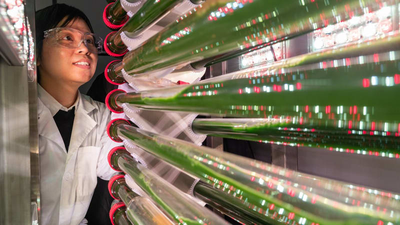 Professor Susie Dai in her laboratory with large algae bioreactor tanks used for water treatment