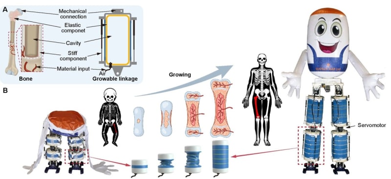Soft Robot Grows, Shrinks, Walks on Water - Image 2