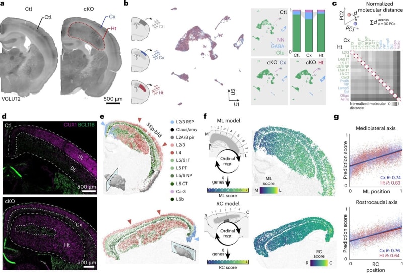 Brain Adapts: Misplaced Neurons Still Work Perfectly - Image 2