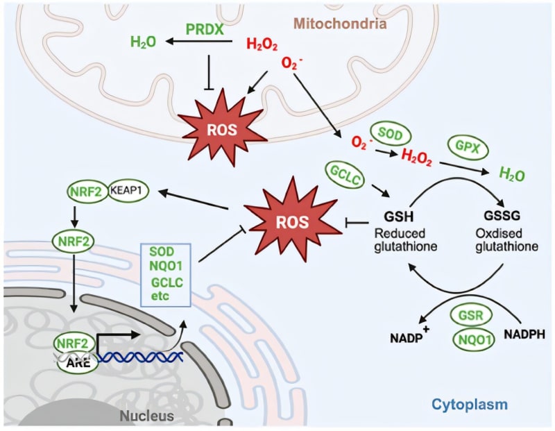 Diabetes Wound Healing Breakthrough Found by Swedish Scientists