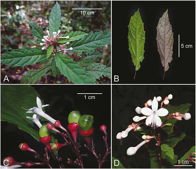 Indigenous Plant Knowledge Gets Scientific Name in Philippines