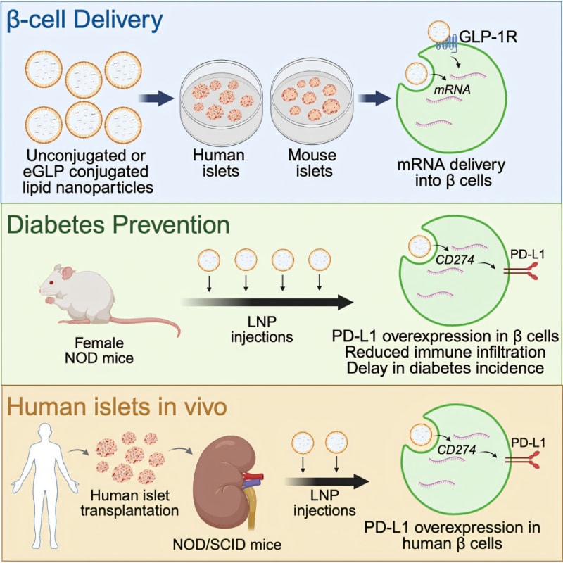 Microscopic illustration of nanoparticles delivering genetic material to insulin-producing beta cells in the pancreas