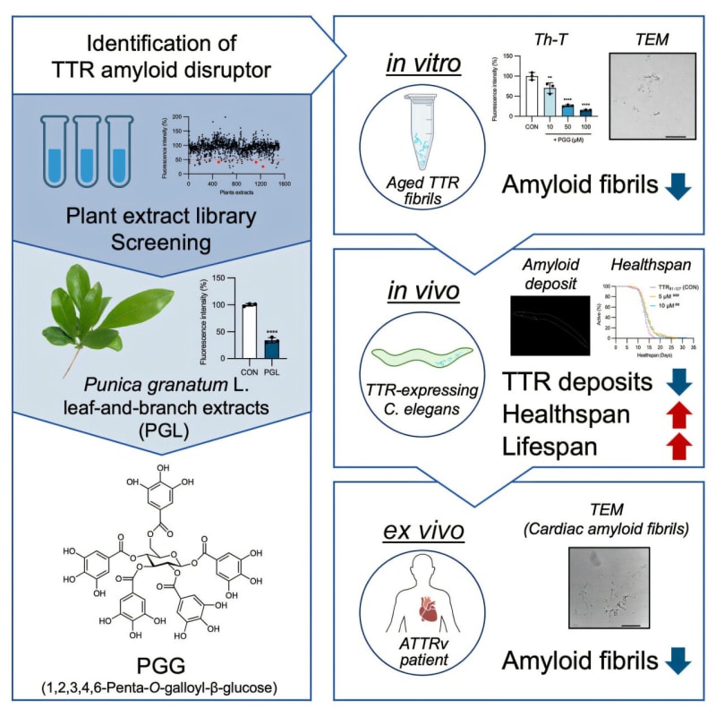 Pomegranate Compound Breaks Down Heart Disease Proteins