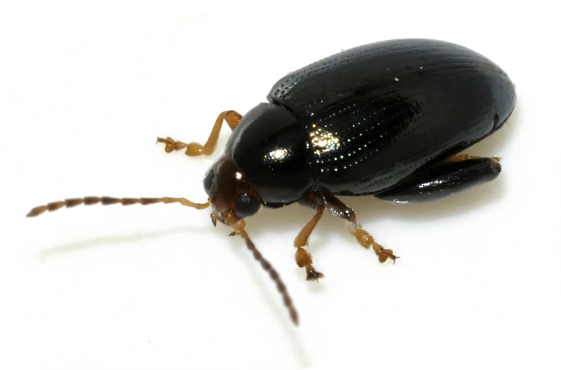 Olive Extract Restores Pesticides Against Resistant Beetles