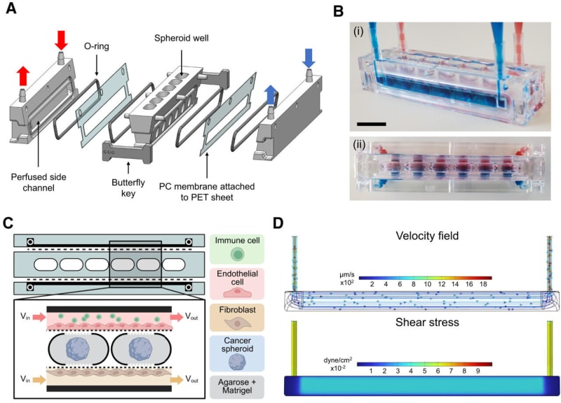 Lab Chip Replaces Animal Testing in Cancer Research - Image 2