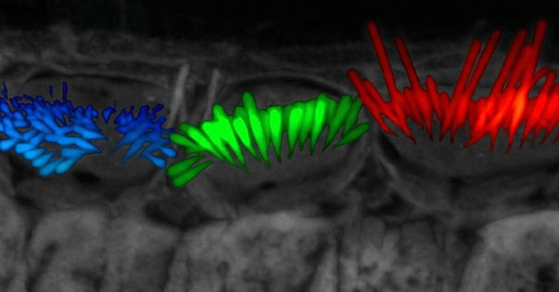 AI Tool Speeds Up Hearing Loss Research 50 Times Faster
