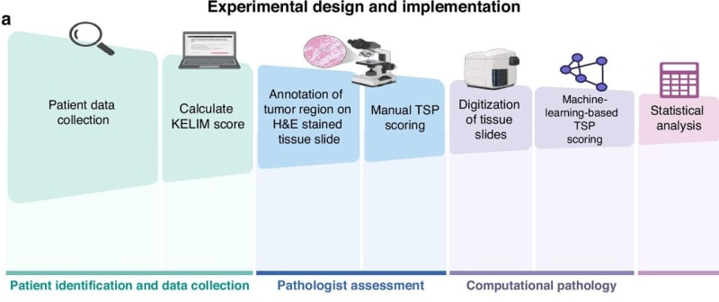 AI Tool Predicts Best Ovarian Cancer Treatment at Diagnosis - Image 2