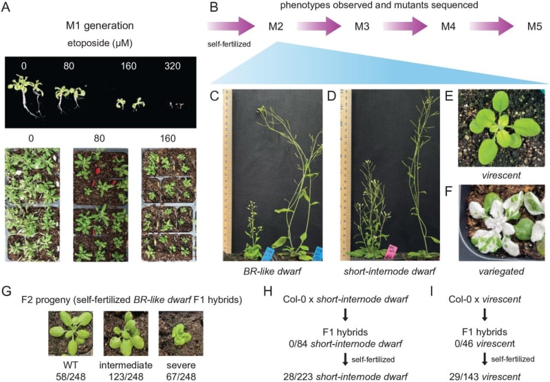 MIT Scientists Create Chemical Method to Help Crops Thrive in Harsh Conditions - Image 2