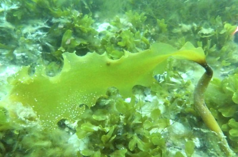Greenland's Seaweed Locks Carbon Deep in the Ocean - Image 2