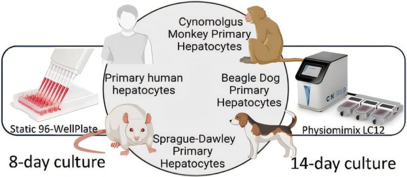 New Liver Chip Could Save Years in Drug Testing